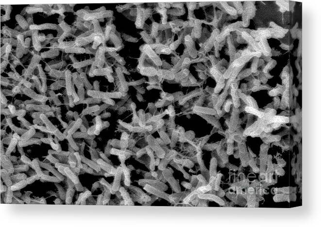 Science Canvas Print featuring the photograph Clostridium Difficile Bacteria, Sem by Science Source