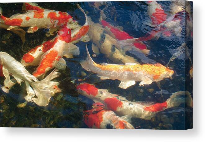 Kio/koi Fish/ponds Canvas Print featuring the photograph Colors by Dan Menta