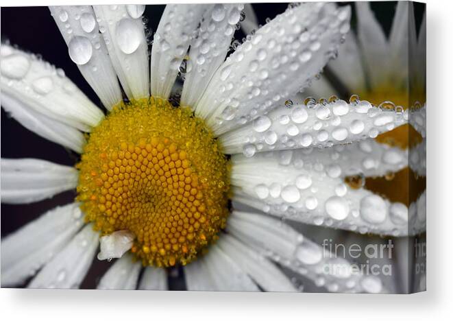 Daisy Canvas Print featuring the photograph Excuse Me by Brenda Giasson