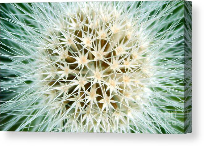 Dandelion Canvas Print featuring the photograph Eye Of The Beholder by Kami McKeon