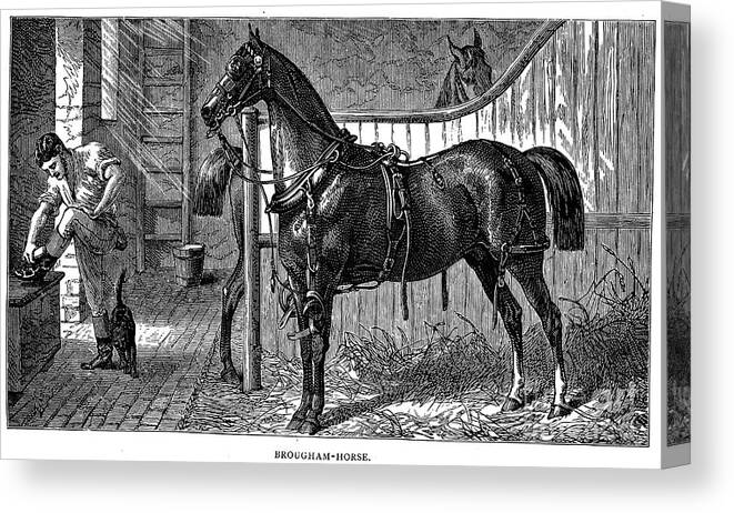 1875 Canvas Print featuring the photograph Horse In Stable by Granger