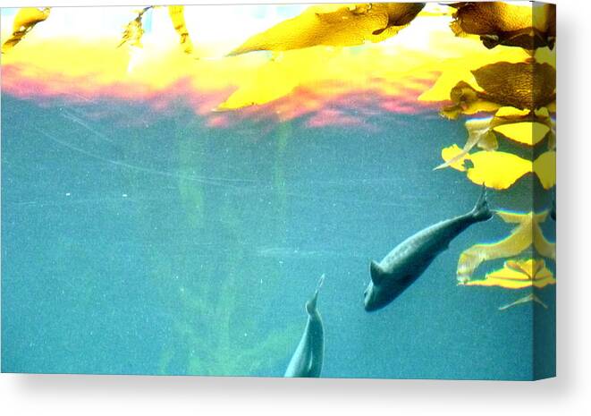 Monterey Bay Aquarium Canvas Print featuring the photograph Impresstions of a Dream by Amelia Racca