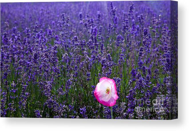  Abundance Canvas Print featuring the photograph Lavender field with poppy by Simon Bratt