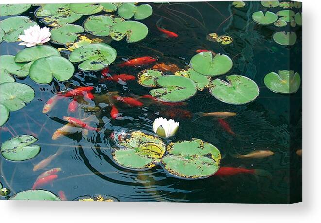 Koi Pond/koi/water Lillies/pond Canvas Print featuring the photograph Lilly Dance by Dan Menta