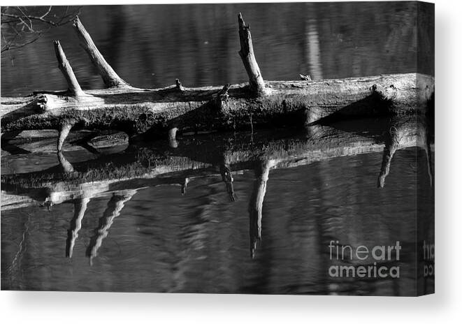 Log Canvas Print featuring the photograph Log in Water by JT Lewis