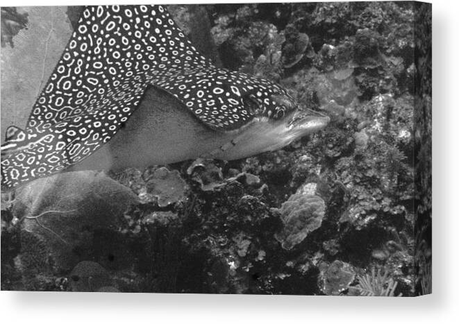 Belize Canvas Print featuring the photograph Ray by Jean Noren