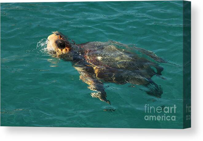 Turtle Canvas Print featuring the photograph Turtle by Milena Boeva