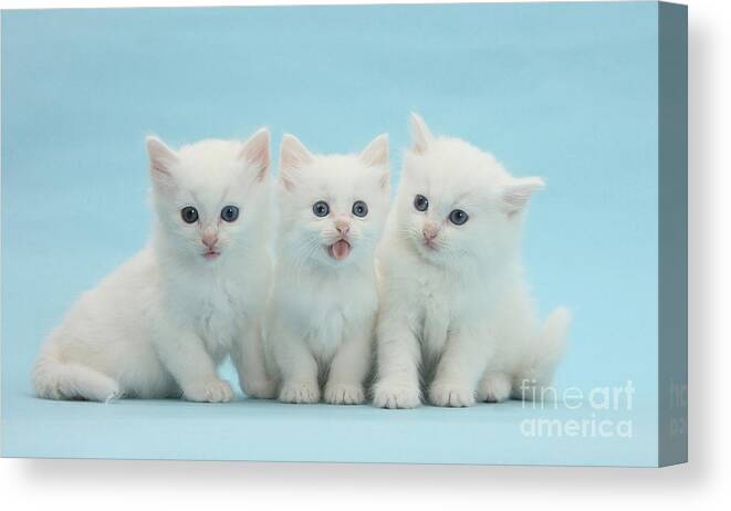 Animal Canvas Print featuring the photograph White Kittens by Mark Taylor