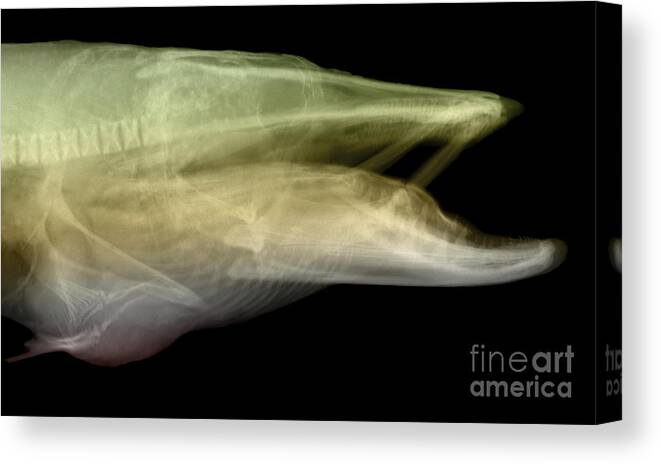 Xray Canvas Print featuring the photograph X-ray Of Muskie by Ted Kinsman