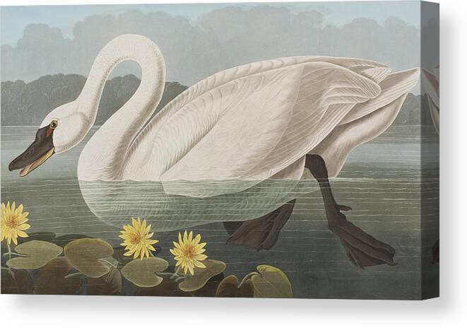 Swan Canvas Print featuring the painting Common American Swan by John James Audubon