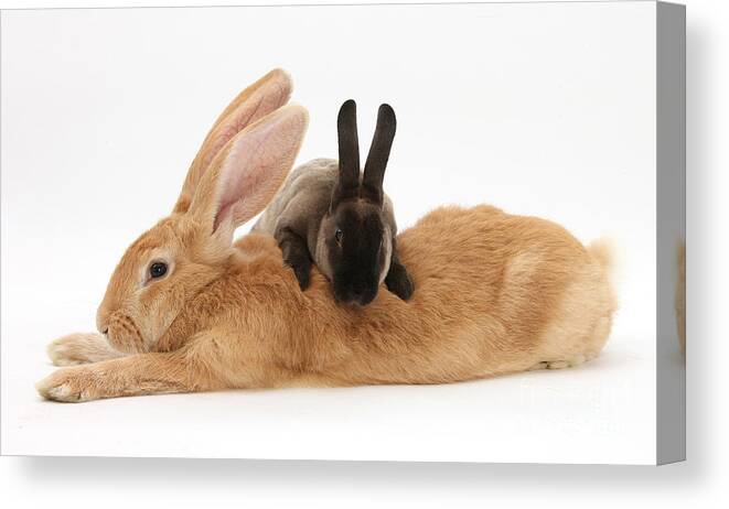 Nature Canvas Print featuring the photograph Flemish Giant Rabbit With Sooty Rex #1 by Mark Taylor