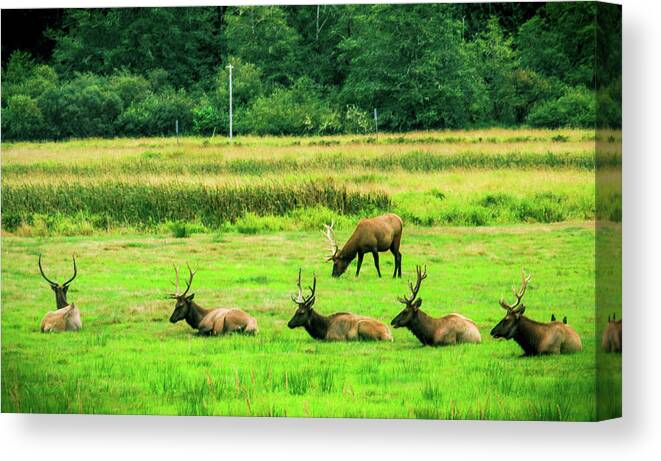 Roosevelt Elk Canvas Print featuring the photograph Roosevelt Elk #1 by Dr Janine Williams