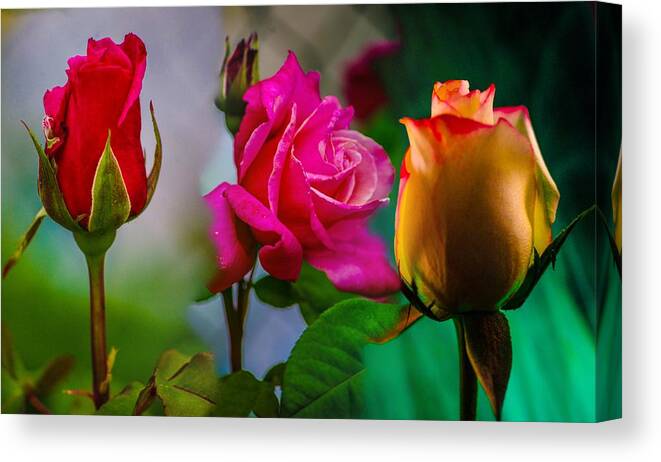 Rose Canvas Print featuring the photograph Rose's #1 by Gerald Kloss