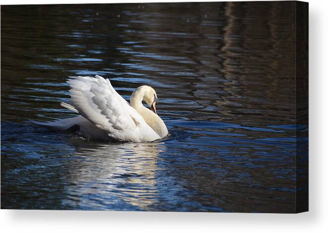 Swan Canvas Print featuring the photograph Swan #1 by Linda Brown