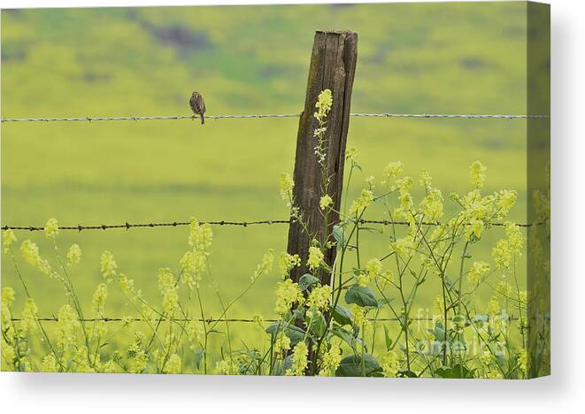 Fence Post Canvas Print featuring the photograph Warbler in the Meadow by Debby Pueschel