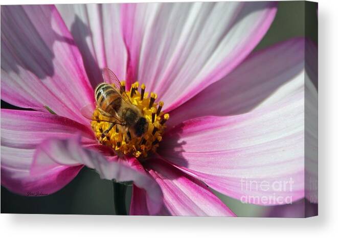 Bee Canvas Print featuring the photograph Busy Bee #3 by Yumi Johnson