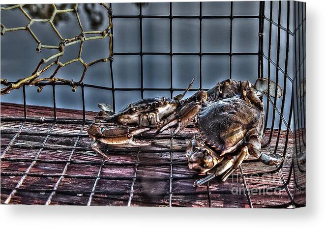 Blue Crab Canvas Print featuring the photograph 2 Crabs in trap by Gulf Coast Aerials -