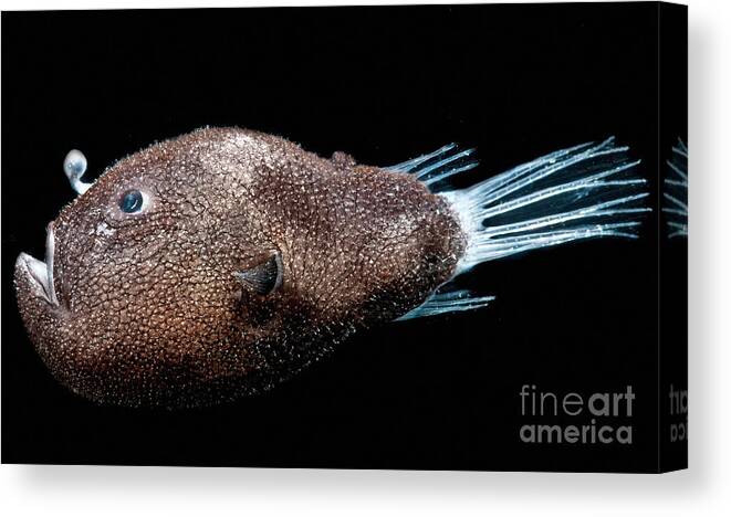 Anglerfish Canvas Print featuring the photograph Triplewart Seadevil #3 by Dant Fenolio