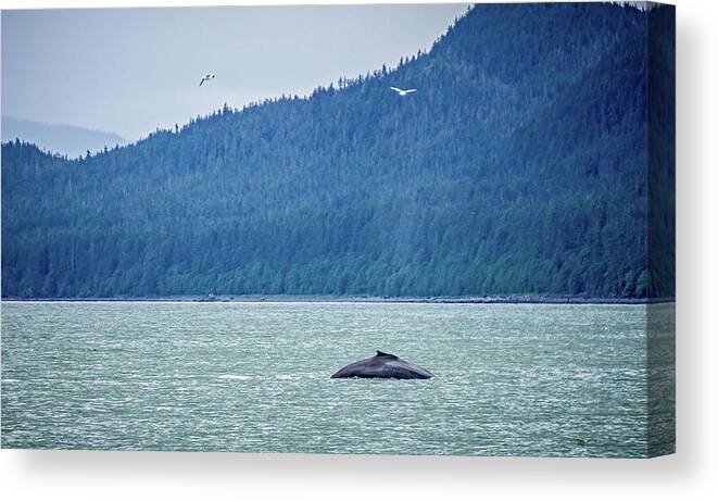 Tail Canvas Print featuring the photograph Whale Watching On Favorite Channel Alaska #4 by Alex Grichenko