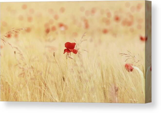 Poppy Canvas Print featuring the digital art Poppy #6 by Super Lovely