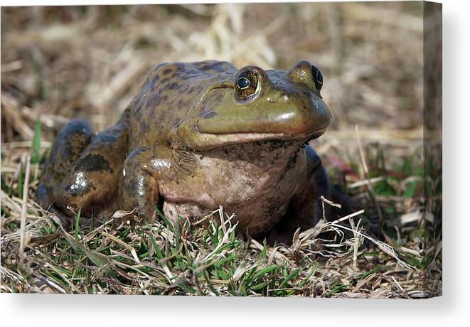 Frogs Canvas Print featuring the photograph American Bullfrog by Nikolyn McDonald