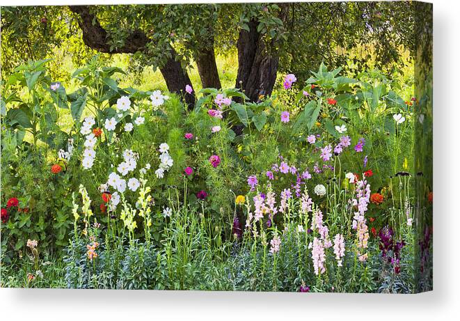 Summer Canvas Print featuring the photograph Annual Border Garden by Alan L Graham