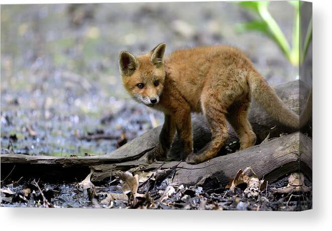 Fox Cub Canvas Print featuring the photograph Beautiful fox cub by Sam Rino