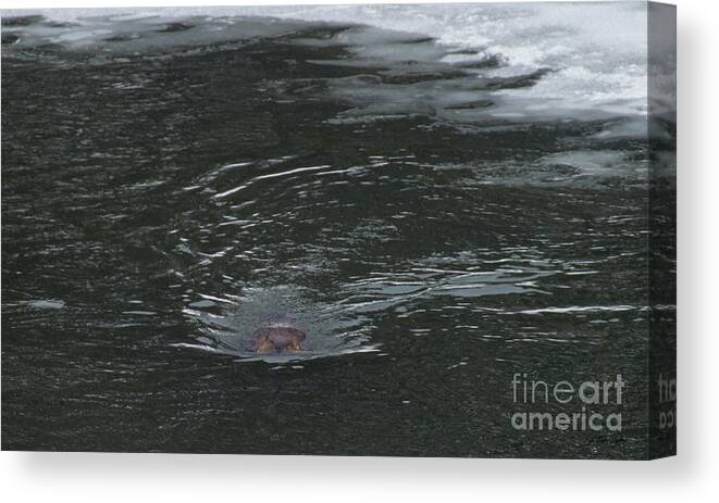 Beaver Canvas Print featuring the photograph Beaver-Signed-#2102 by J L Woody Wooden