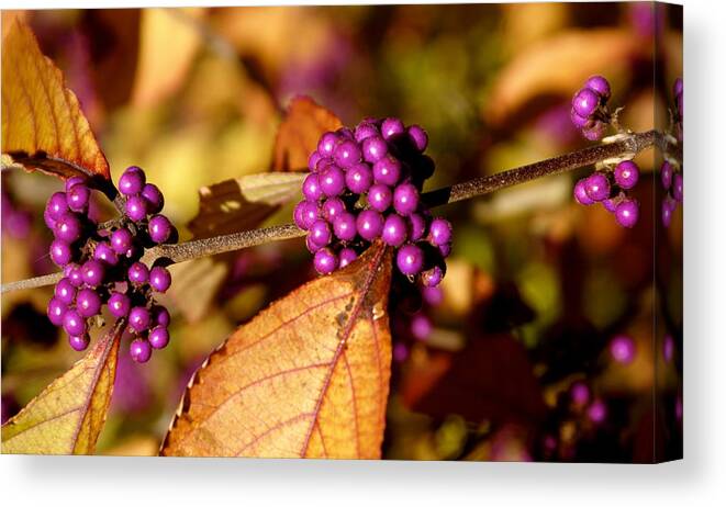 Botany Canvas Print featuring the photograph Berry Bush by Sonja Anderson