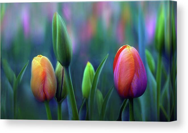 Tulips Canvas Print featuring the photograph Breezy by Jessica Jenney