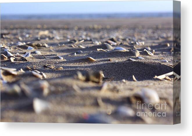 Sand Canvas Print featuring the photograph Broken Shells by Balanced Art