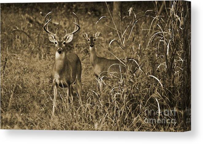 Buck And Doe In Sepia Canvas Print featuring the photograph Buck and Doe in Sepia by Michael Tidwell