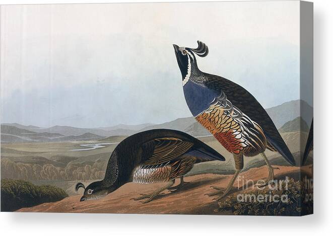 Californian Partridge Canvas Print featuring the drawing Californian Partridge by John James Audubon
