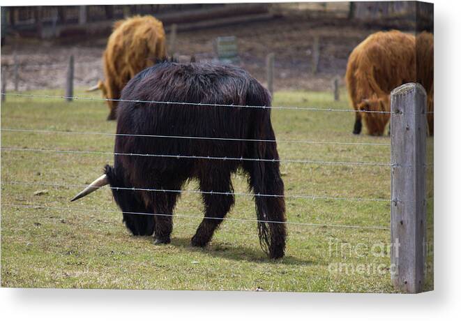 Chocolate Cow Canvas Print featuring the photograph Chocolate Highland Cow in Pasture by Donna L Munro