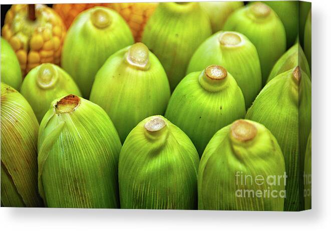 Corn Canvas Print featuring the photograph Corns by Charuhas Images