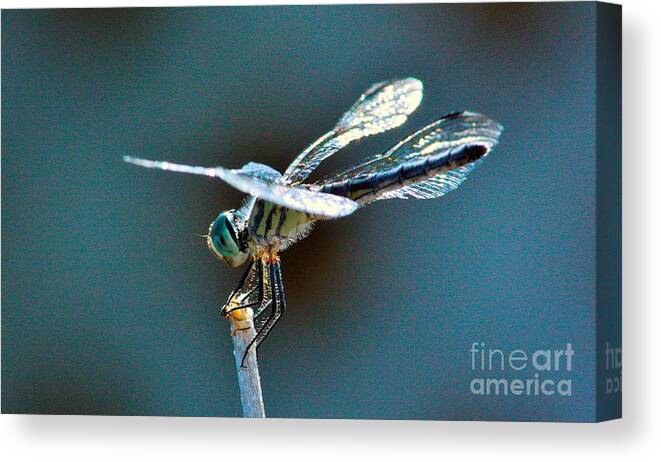 Dragonfly Canvas Print featuring the photograph Crystal Wings by Marcia Breznay
