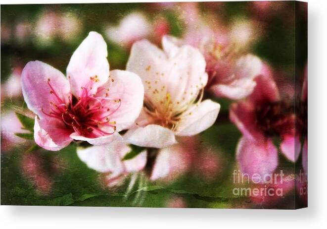 Spring Blossom Canvas Print featuring the photograph Decadent Spring Delight by Clare Bevan