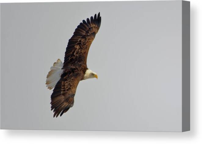 Bald Eagle Canvas Print featuring the photograph Eagle in flight by Peter Ponzio