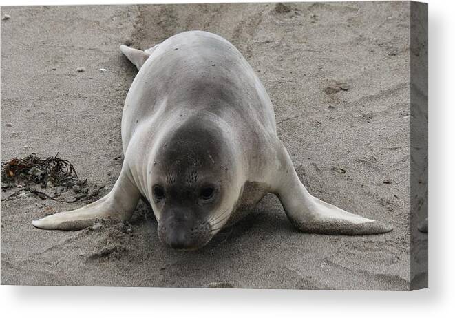 Elephant Seal Canvas Print featuring the photograph Elephant Seal - 3 by Christy Pooschke