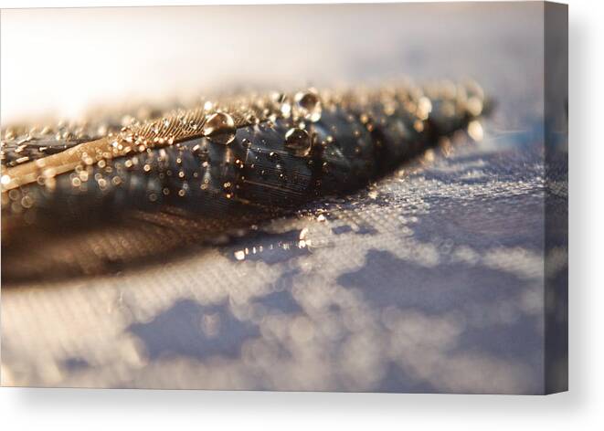 Adria Trail Canvas Print featuring the photograph Feather in Puddle by Adria Trail