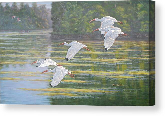 Wildlife Canvas Print featuring the painting Flight of the Ibis by Bruce Dumas