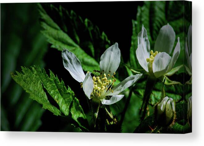 Flower Canvas Print featuring the photograph Fruit Blossom by Tikvah's Hope