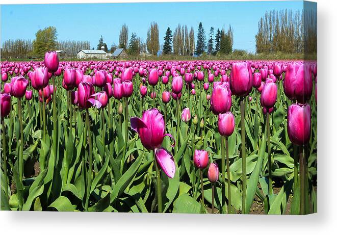 Tulip Fields Canvas Print featuring the photograph Fuchsia in the Field by E Faithe Lester