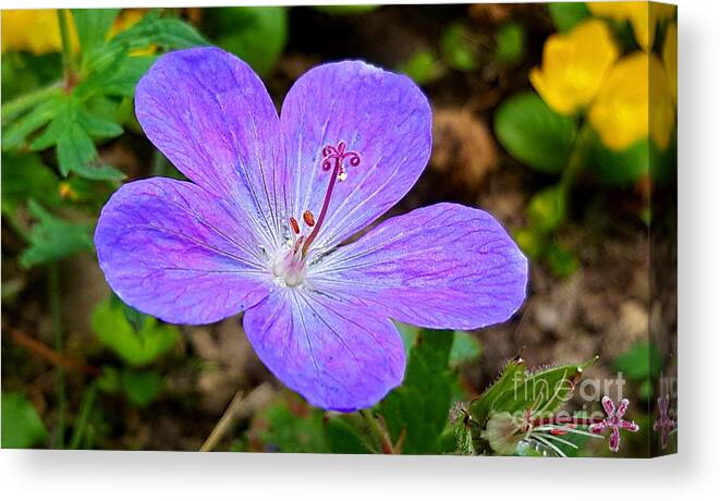 Lupins Canvas Print featuring the photograph Geranium by Michael Graham