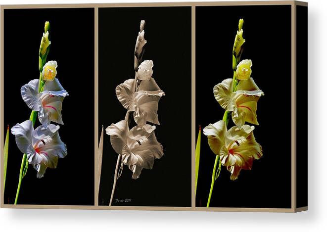 Gladiola Canvas Print featuring the photograph Gladiola Collage by Farol Tomson