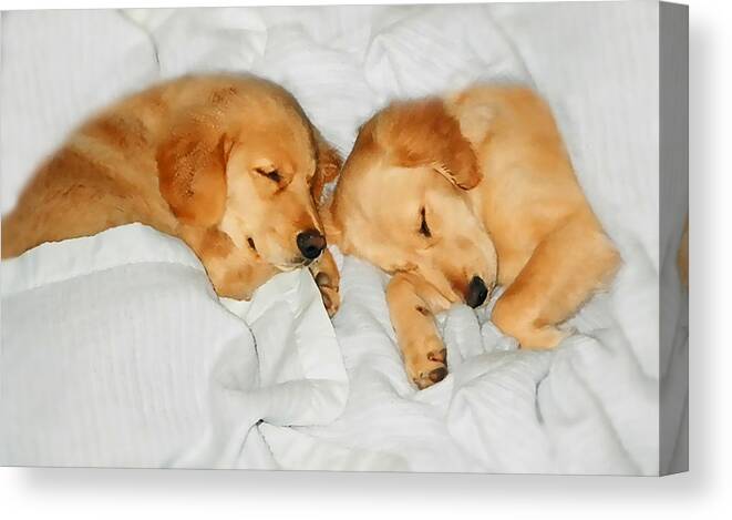 Puppies Canvas Print featuring the photograph Golden Retriever Dog Puppies Sleeping by Jennie Marie Schell