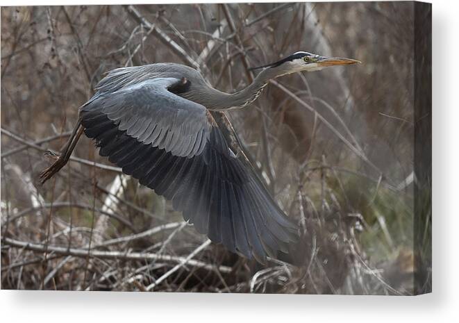 Heron Canvas Print featuring the photograph Great Blue Getaway by Ben Foster
