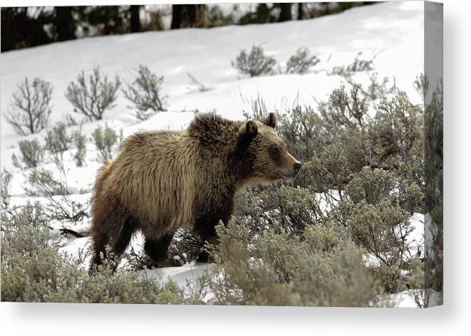 Grizzly Canvas Print featuring the photograph Grizzly Cub by Ronnie And Frances Howard