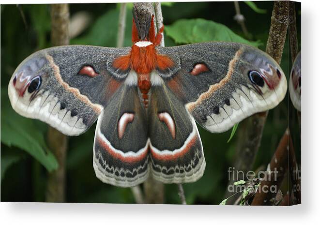 Cecropia Moth Canvas Print featuring the photograph Happy Birthday by Randy Bodkins