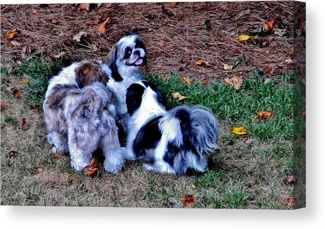 Dogs Canvas Print featuring the photograph Hi Guys by Eileen Brymer